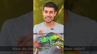 Girgit Apni Color Kaise Change Karti Hai #animals #biology #reptiles #facts