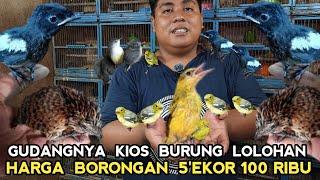 KIOS BURUNG LOLOHAN HARGA MULAI BORONGAN 5EKOR 100 RIBU DI PASAR BURUNG PRAMUKA