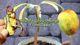 How To Grow Mango From Seed