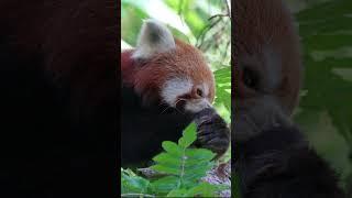 Animals Nature Asia  Cute little Red Panda Bear in a zoo in Thailand having dinner