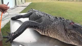 how to skin de-bone and flesh out an alligator