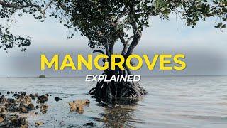 Ce sunt arborii de mangrove?  Fapte ecologice  Un copac plantat