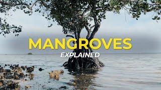 What are Mangrove Trees?  Eco Facts  One Tree Planted