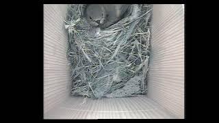 Couvée rouge-queues à front blanc - 1ère nidification 2020 - Part 4
