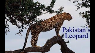 leopard of Pakistan Documentary Part1