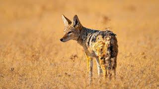 Life and Struggles of Africas Underdog The Jackal  Our World