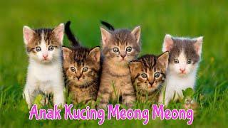 Anak Kucing Meong Meong  Kompilasi Kucing Lucu  Lagu Anak Terpopuler