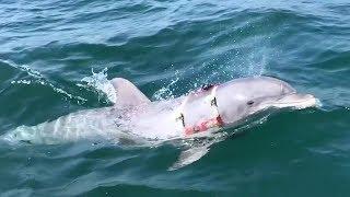 US Navys Mine-Hunting Dolphin Returning From Mission