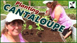 Planting Cantaloupe In A Raised Garden Bed  Growing Cantaloupe