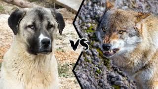 ძაღლი vs მგელი კანგალის და მგლის დაპირისპირება