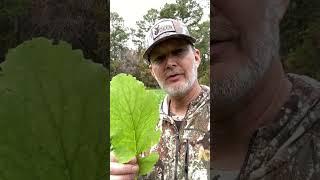 Do brassica food plots get “sweeter” after a frost? #foodplots #deerhunting #deer #shorts