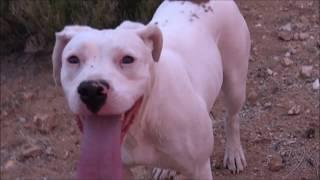 Daring Sheep Risk Death to Save the Weak Rescued Pit Bull learns to help