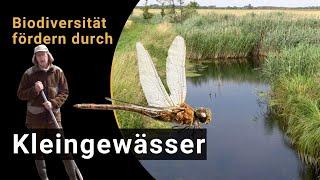 Biodiversität fördern durch Kleingewässer