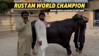 Anjum Saroya Visits Chaudary Irfan Gujjar   Farm  Rustum World Champion Sunda  Sohny Aswa  WC Majh