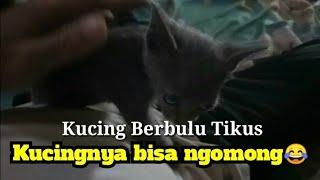 Ajarin kucing ngomong_vlog kucing everyday