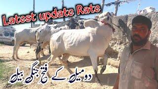 mandra mandi today 8 May 2024 latest update ll Rawat ll bhatta chowk mandi 2024 ll jamil tv