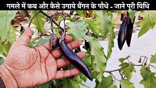 कब और कैसे उगाये बैंगन का पौधा गर्मी के दिनों में - जाने पूरी विधि  How To Grow Brinjal Plants