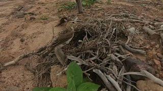 #Ep3African pipit birds Raise her baby in the nest  Review Bird Nest 