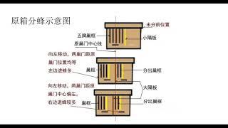 【真過癮】蜜蜂双王群出现偏蜂该如何处理，方法很简单，左右移动蜂箱即可.