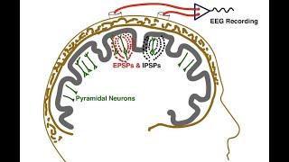 The Essential EEG Concepts you MUST master