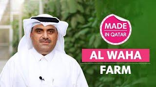How is Al Waha Farm supporting Qatars vegetable industry?  Made In Qatar  Ep 7