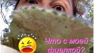 Болезни Фиалок