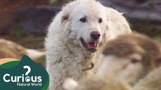 How a Great Pyrenees Guards Sheep Against Bear Attacks  Dogs With Jobs  Curious? Natural World