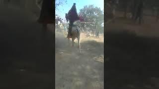 Gudupalli Vikram bullMass runningjallikattu