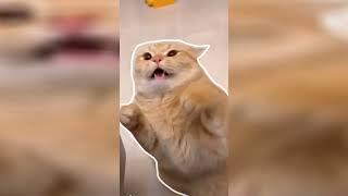 Ultimate Cats Compilation 25