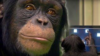 Chimp vs Human  Memory Test  BBC Earth