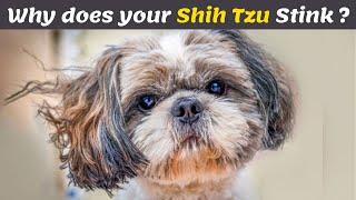 Why does my Shih tzu smell So bad ? &  How to Fix it Quickly