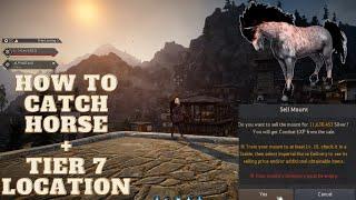 How To Catch Horses In BDO BEGINNER 2023 - Black Desert Online