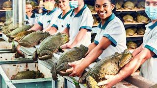 Frogs Farm - How China Farmer Raised Millions Frogs For Meat - Frog Processing in Factory