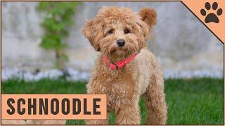 Schnoodle Dog Breed - The Schnauzer Poodle Mix Breed