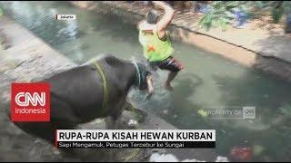 Sapi Kurban Ngamuk Nguber Panitia hingga Tercebur ke Sungai