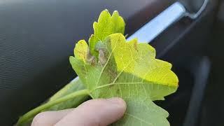 Daños en hoja de viña ¿Qué son?