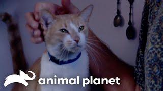 Blinkie the Kitty Pees EVERYWHERE  My Cat From Hell  Animal Planet