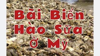 Đi Bắt Hào Sữa ở Bãi Oyster Potlatch Tiểu Bang WASHINGTON State.