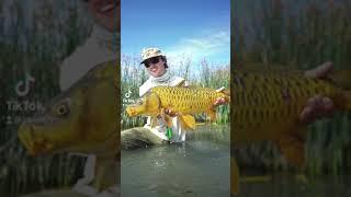 Fly Fishing for HUGE Summer Carp