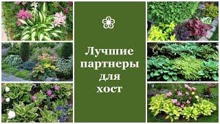  Лучшие партнеры для хост