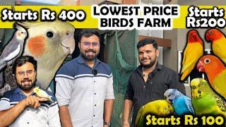 ரூ 400 முதல் Cockatiel Birds Farm  Aswin Birds Farm Coimbatore  African Love Birds  Love Birds