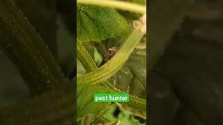 pest hunter #agriculture #flower #farmer #beautiful