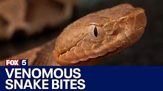Copperhead snake bites Georgia man What to do if one bites you  FOX 5 News
