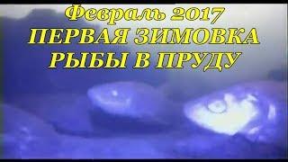 КАК ЗИМУЕТ РЫБА В ДОМАШНЕМ ПРУДУ. Подлёдная съёмка.