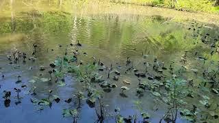 Wood Ducks release