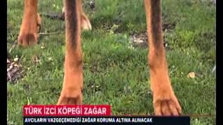 TRT haber - zağar köpekleri