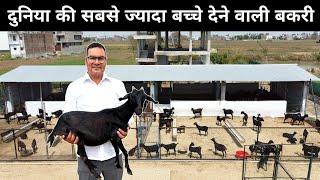 ये चलाते हैं दुनिया की सबसे ज़्यादा बच्चे देने वाली बकरी का फार्म  Goat Farming  Bakri palan