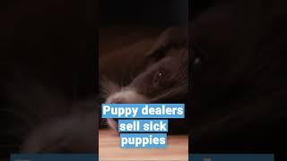 Puppy Trade Deception in the EU