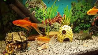 Aquarium Fish Home Decorative Fish Аквариум със риби