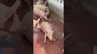 सुअर के बच्चो को हो जाये 🩸खूनी दस्त तो ये पिलाए  #pigfarming